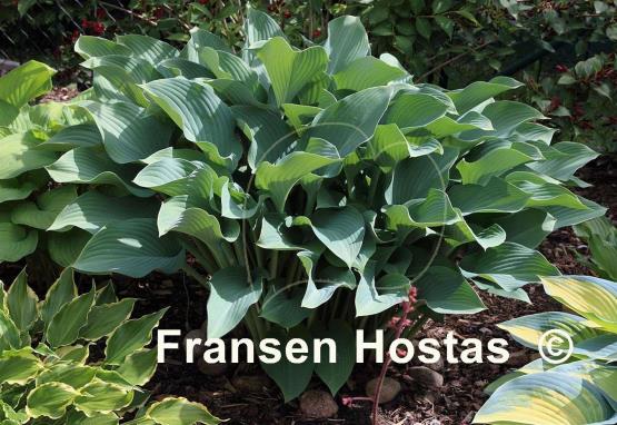 Hosta Krossa Regal